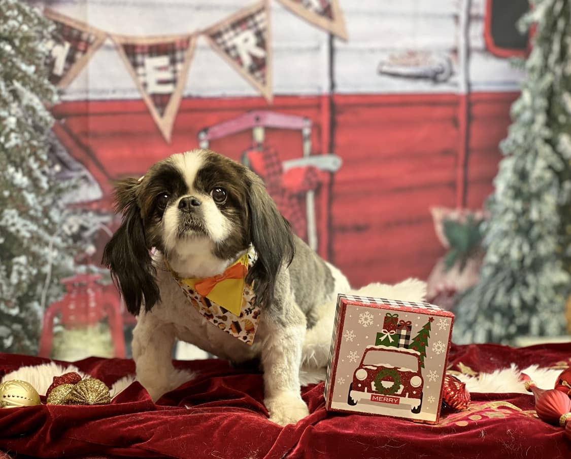 Picture Perfect Grooming, Inc Clarksville, TN