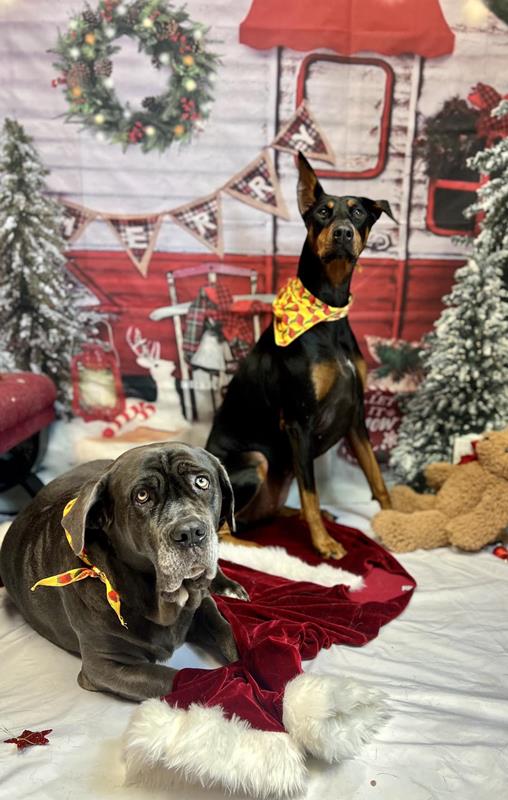 Picture Perfect Grooming, Inc Clarksville, TN