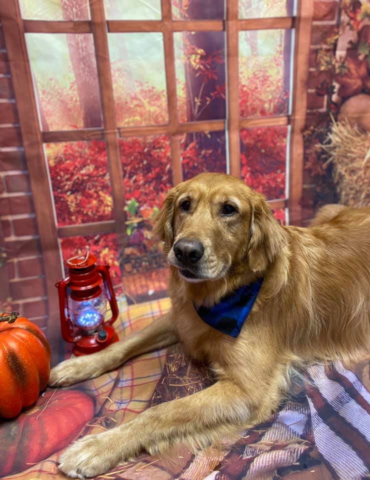 Picture Perfect Grooming, Inc Clarksville, TN