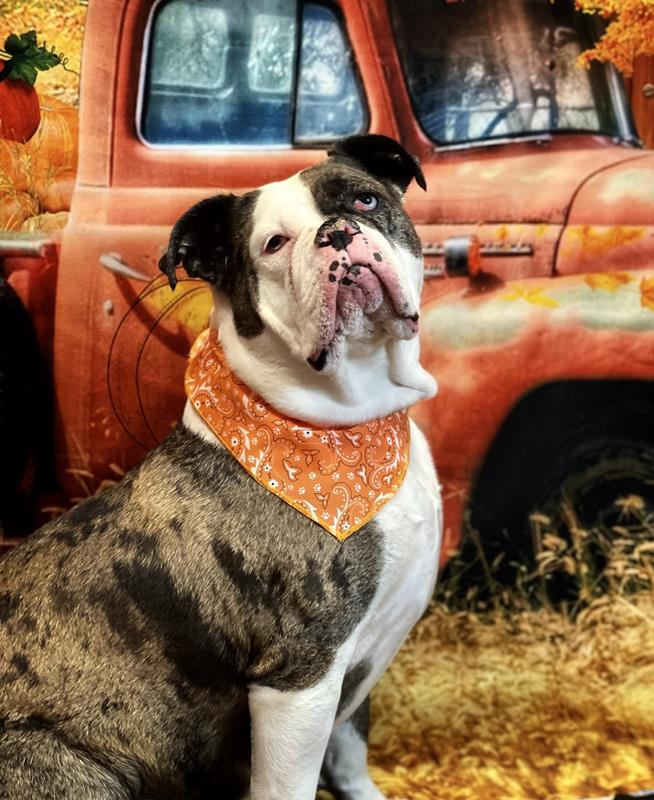 Picture Perfect Grooming, Inc Clarksville, TN