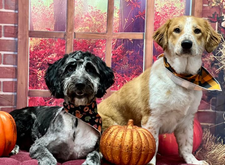 Picture Perfect Grooming, Inc Clarksville, TN